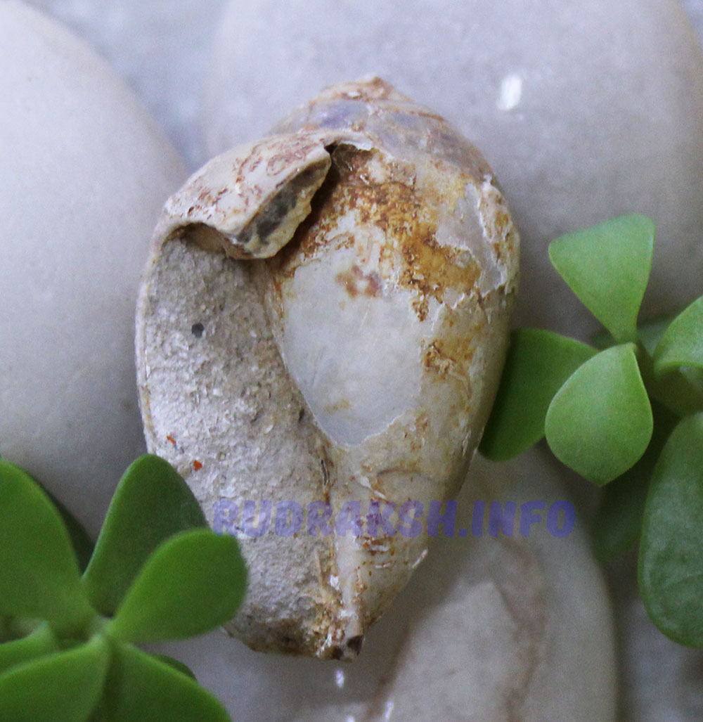 Heera Shankh 0161