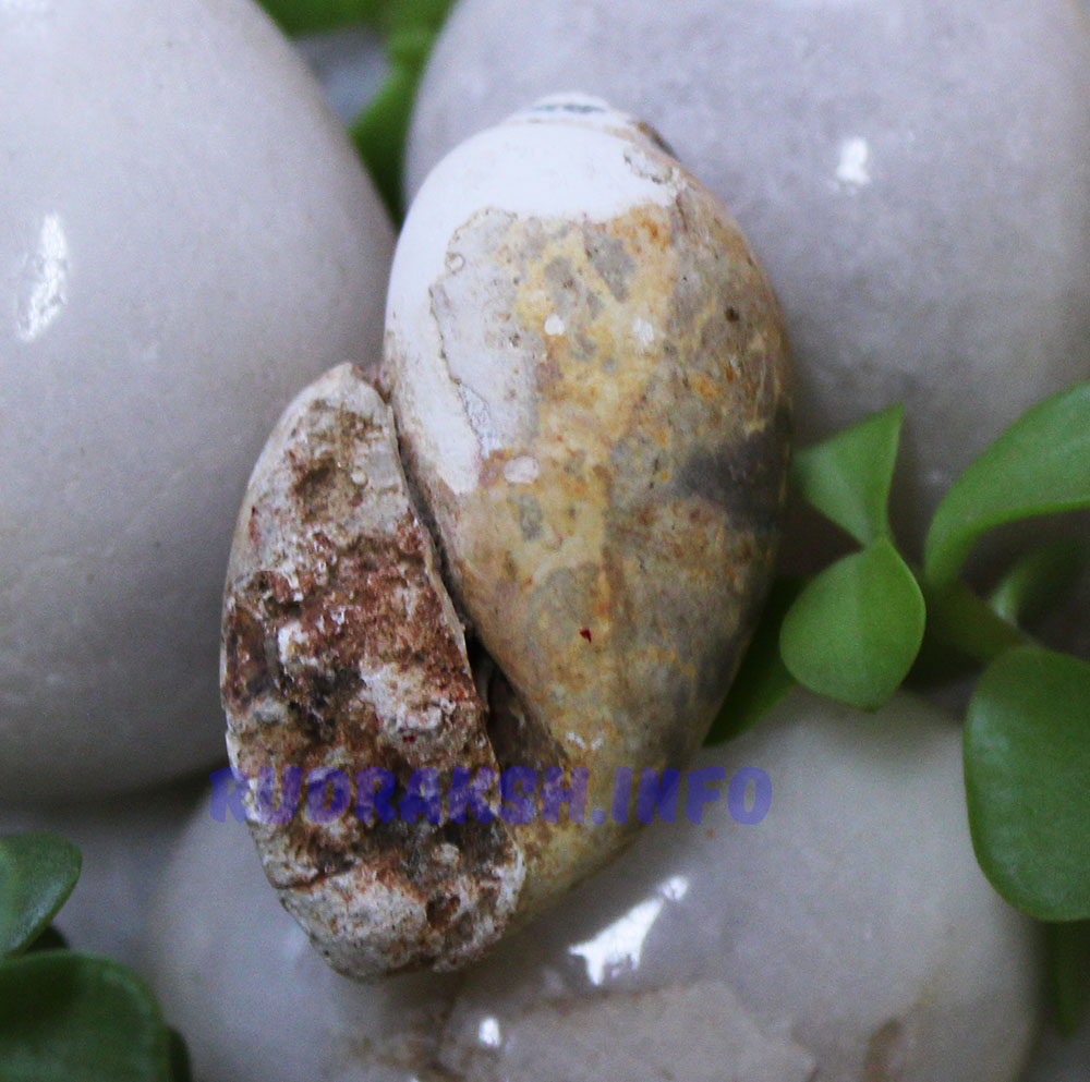 Heera Shankh 0163
