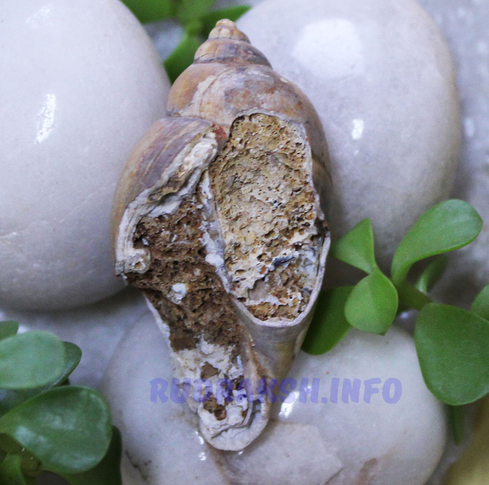 Heera Shankh 0164
