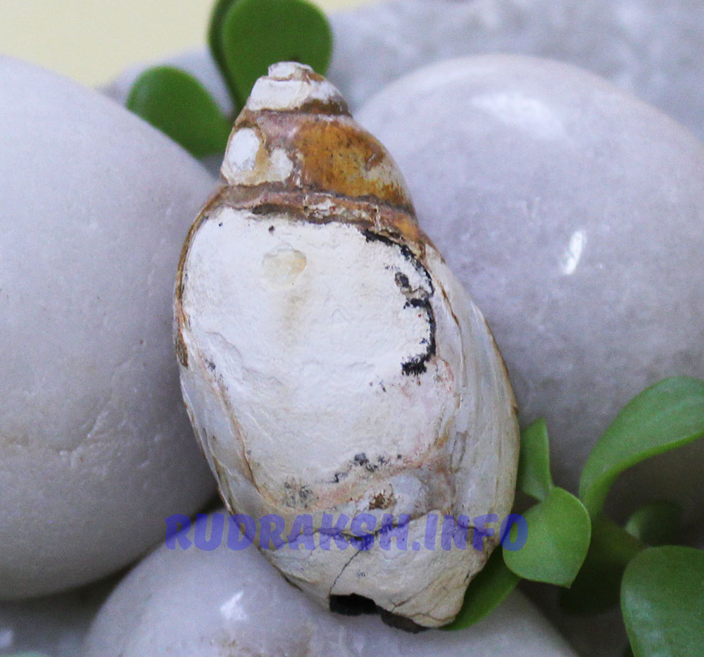 Heera Shankh 0165