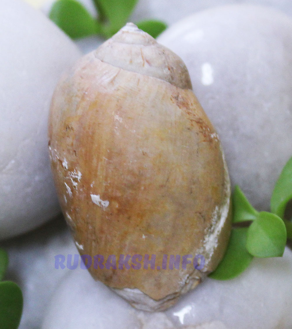 Heera Shankh 0167