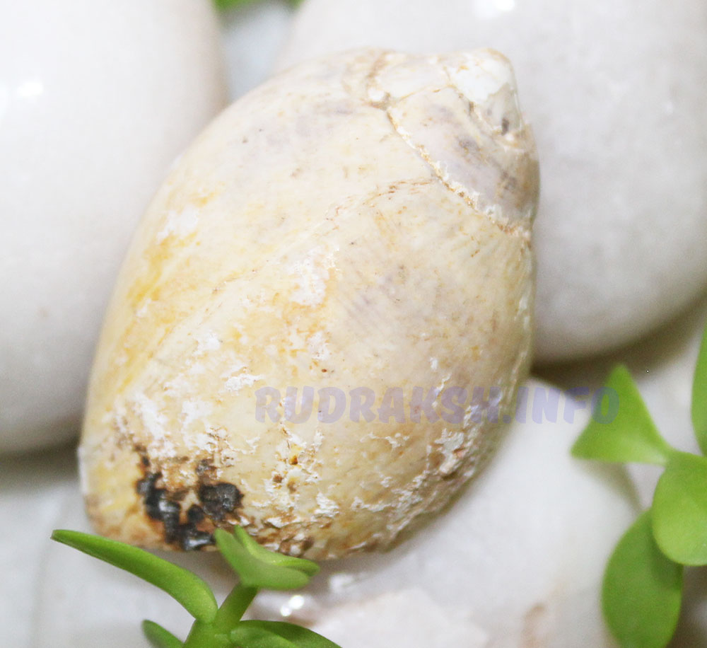 Heera Shankh 0168