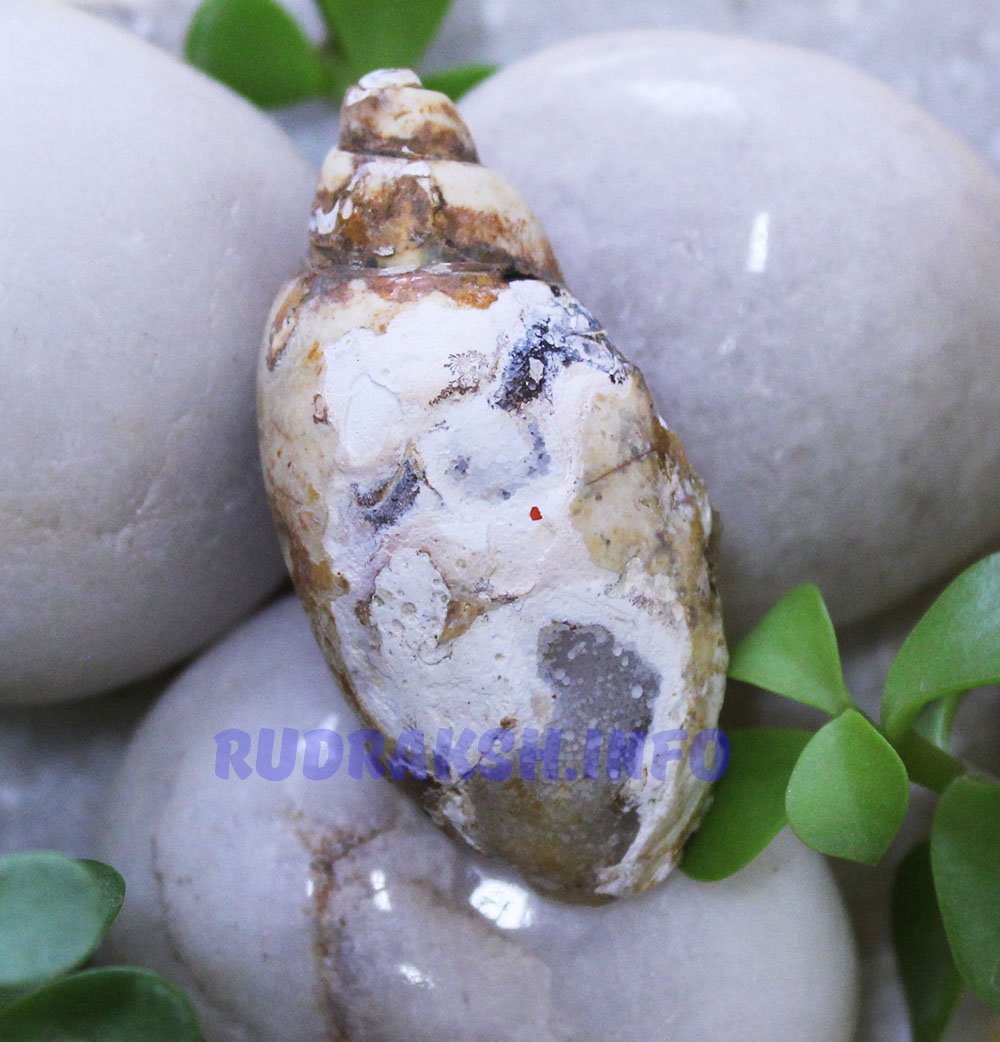 Heera Shankh 0169