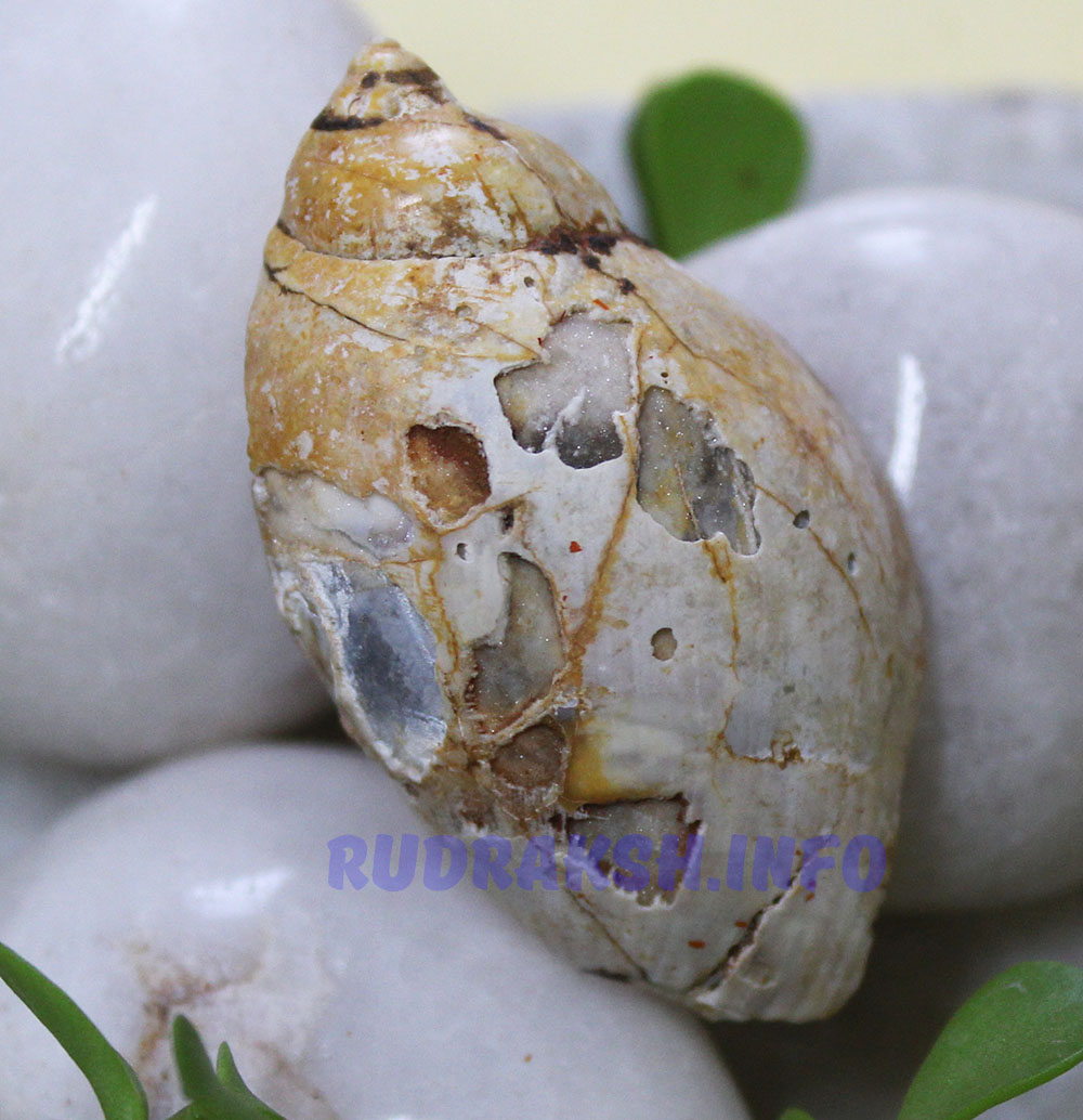Heera Shankh 0170
