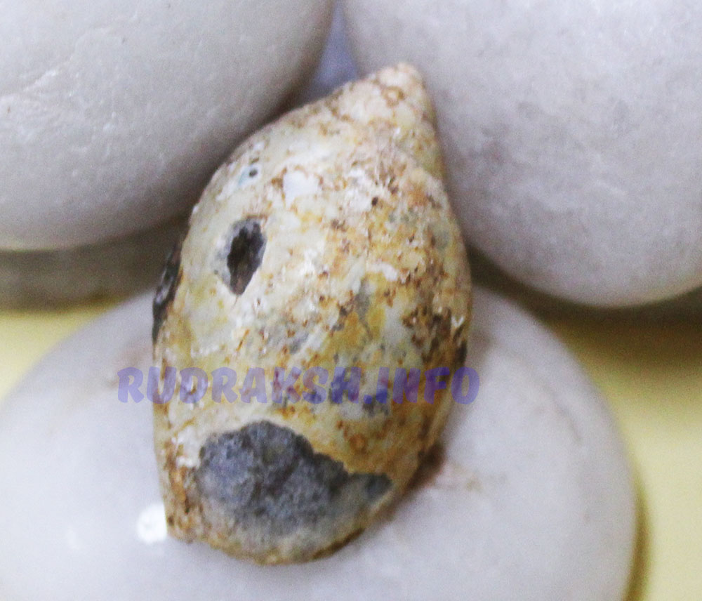 Heera Shankh 0241
