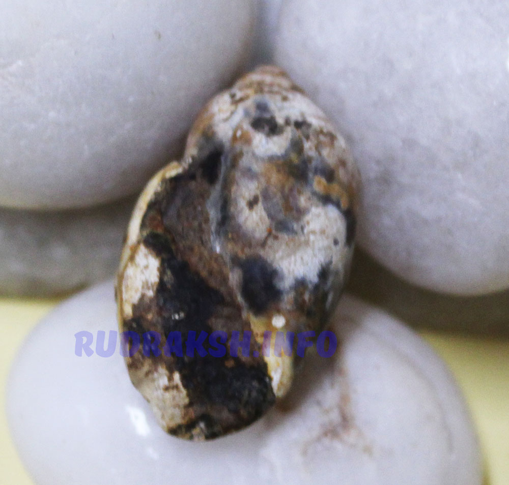 Heera Shankh 0242
