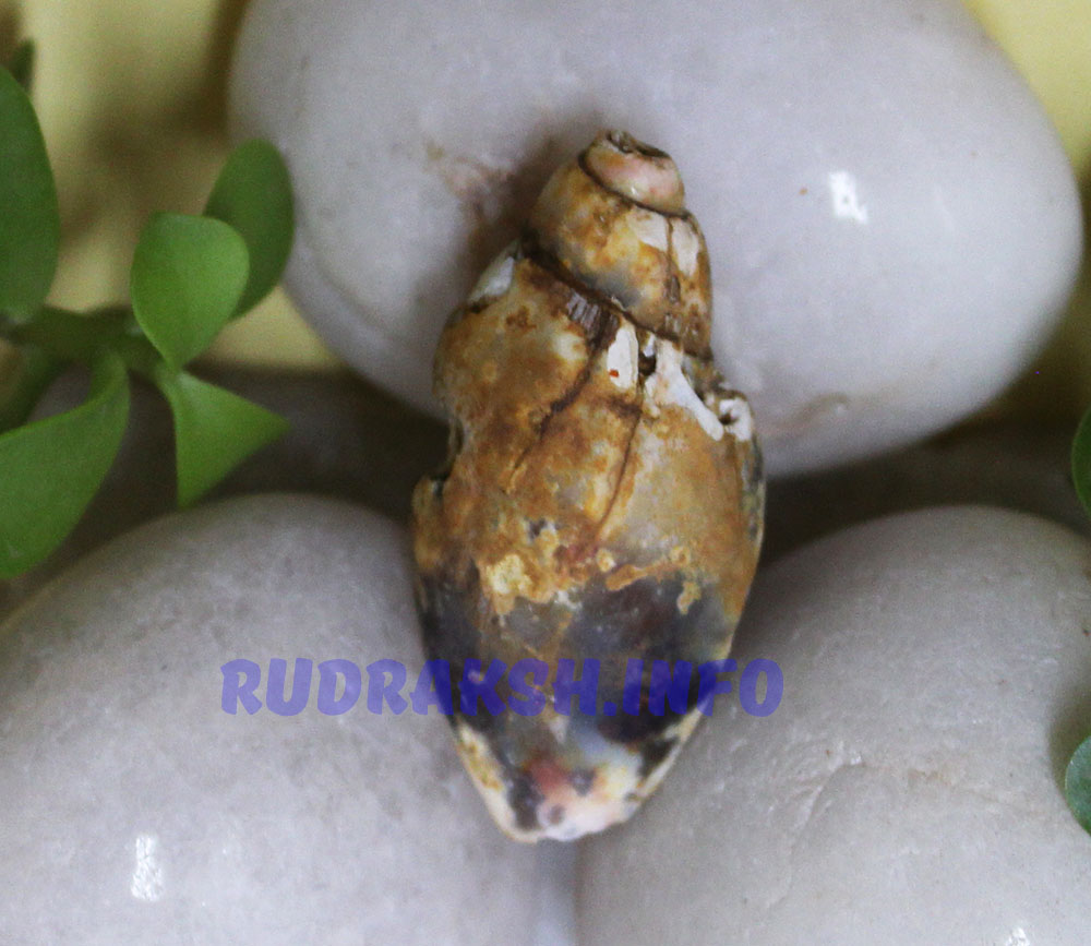 Heera Shankh 0243