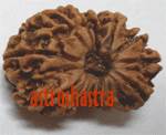 14 mukhi rudraksh - Nepal Beads