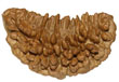 One Mukhi Rudraksh