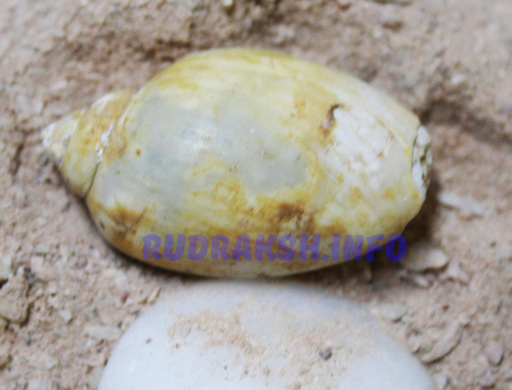 Heera Shankh 36