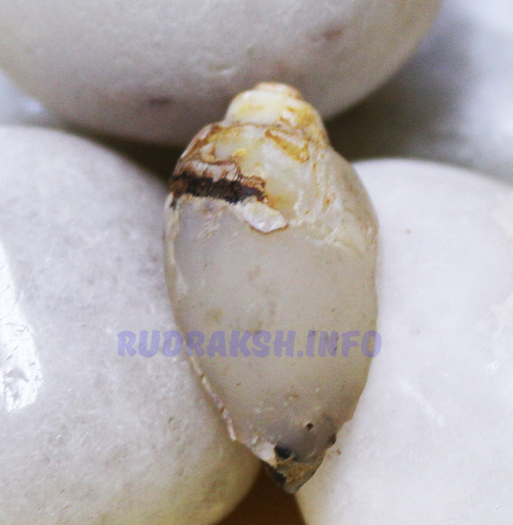 Heera Shankh 55