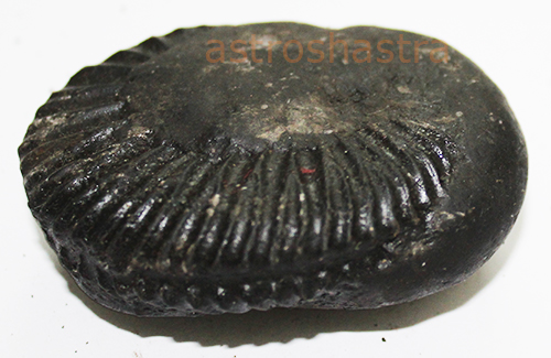 Shaligram - SN2022010