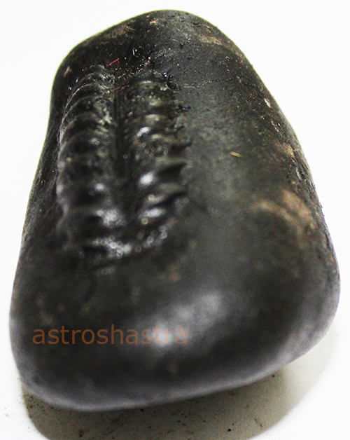 Shaligram - SN2022013