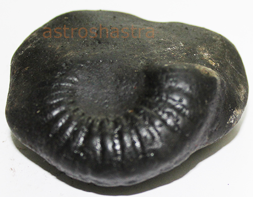 Shaligram - SN2022016