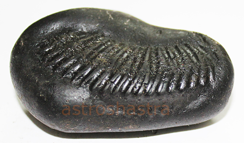 Shaligram - SN2022017