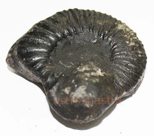 Shaligram - SN2022019