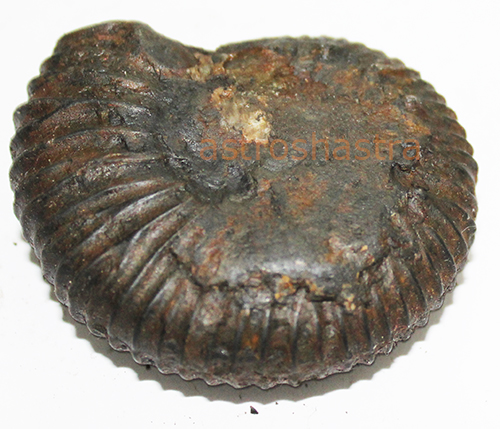 Shaligram - SN2022020
