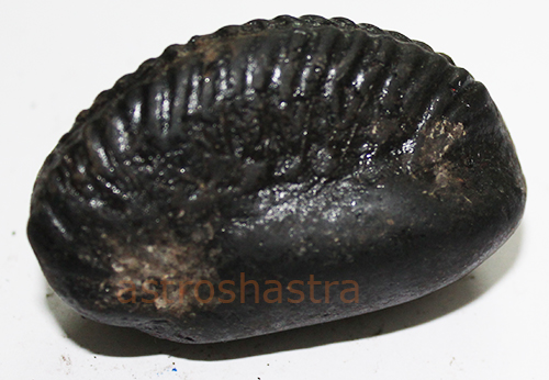 Shaligram - SN2022021