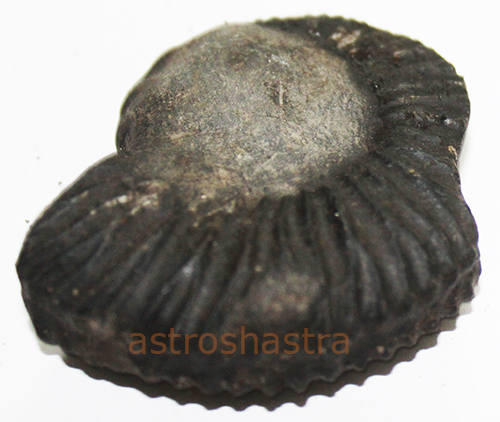 Shaligram - SN2022022