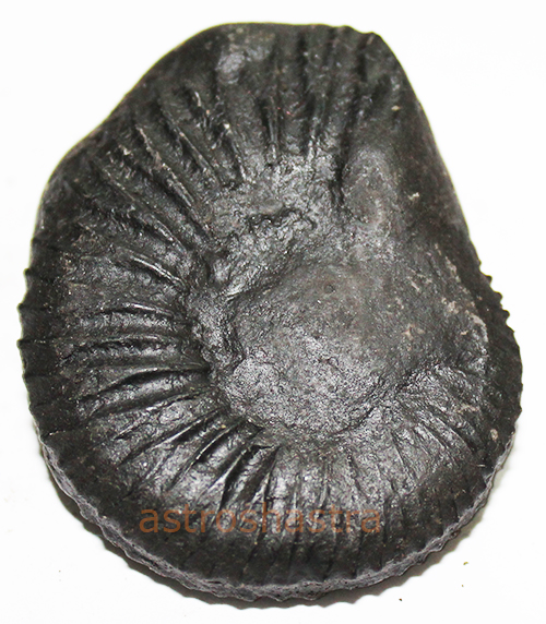 Shaligram - SN2022026