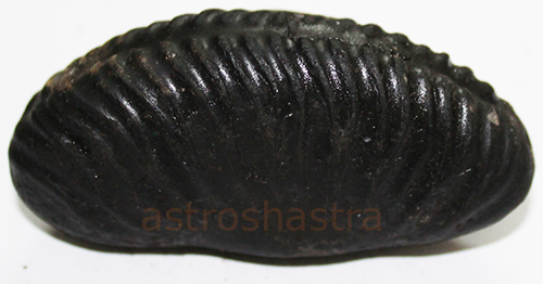 Shaligram - SN2022028