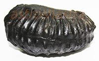 Shaligram - SN202202