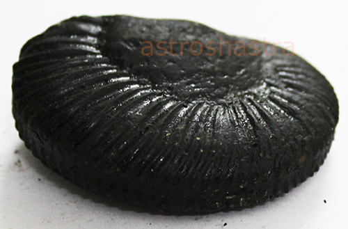Shaligram - SN2022031