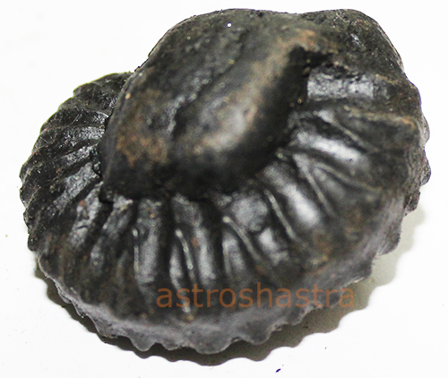 Shaligram - SN2022033