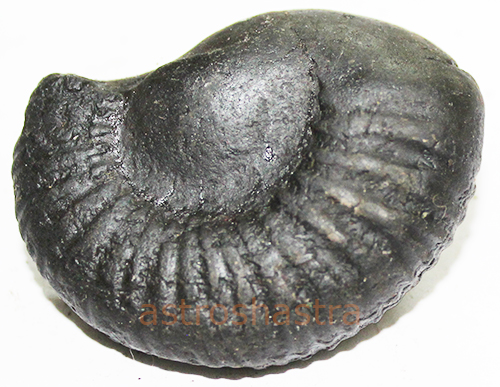 Shaligram - SN2022035
