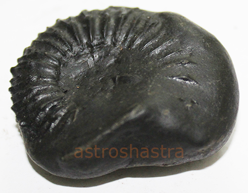 Shaligram - SN2022036