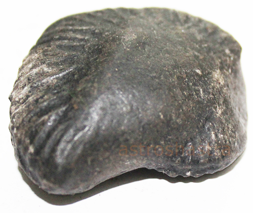 Shaligram - SN2022037