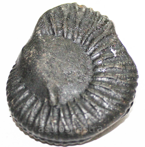 Shaligram - SN2022039