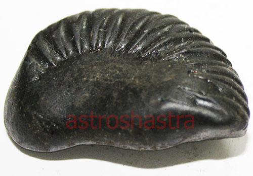 Shaligram - SN2022041