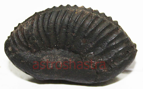 Shaligram - SN2022046