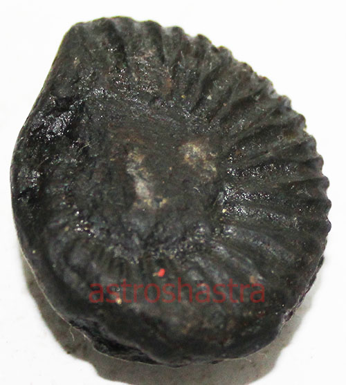 Shaligram - SN2022049