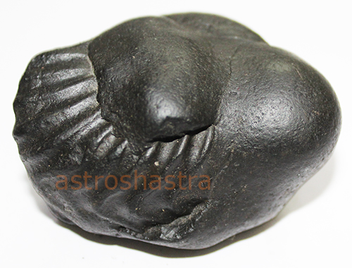 Shaligram - SN202204