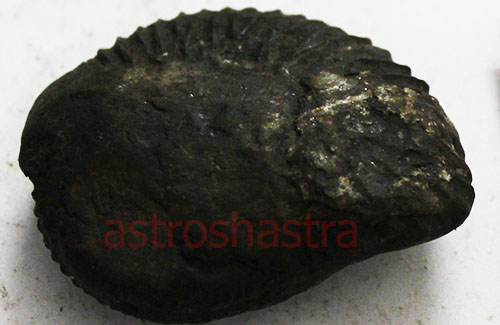 Shaligram - SN2022050