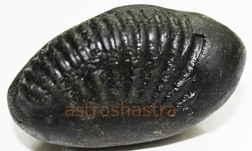 Shaligram - SN202206