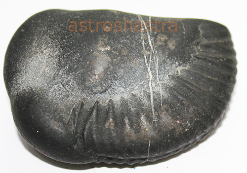 Shaligram - SN202208