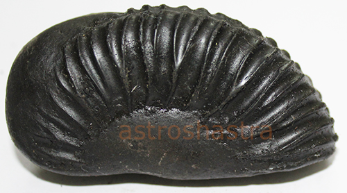 Shaligram - SN202209
