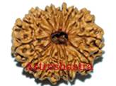13 mukhi rudraksh - Nepal Beads