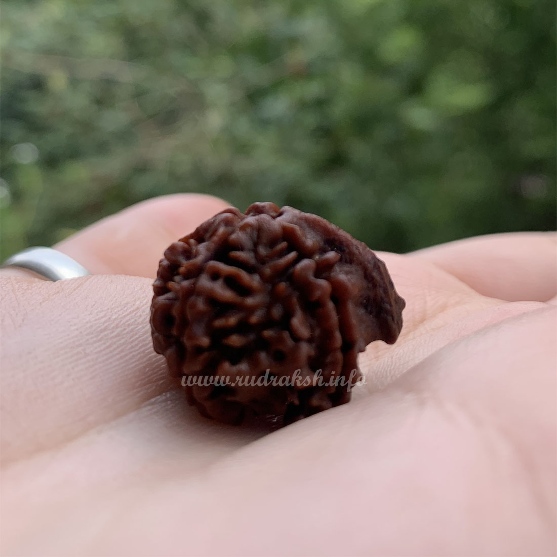 Ganesh Rudraksha