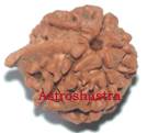 Ganesh Rudraksh - Nepal Beads