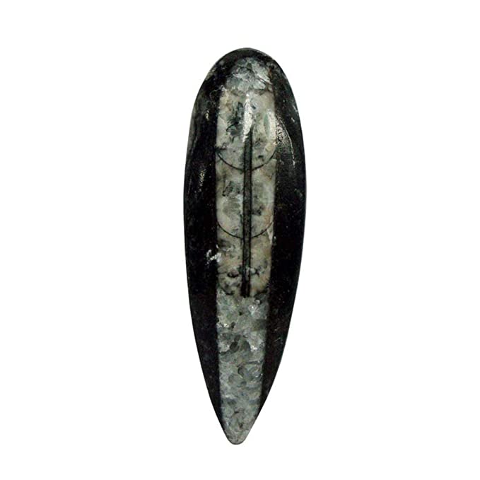 Kuber Stone - Orthoceras Fossil Stone