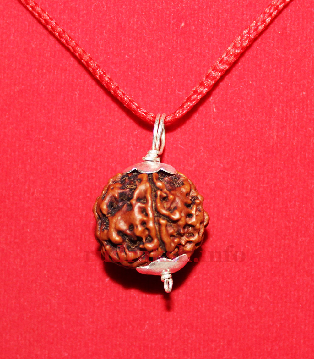 Seven Mukhi Rudraksha in Silver Pendant