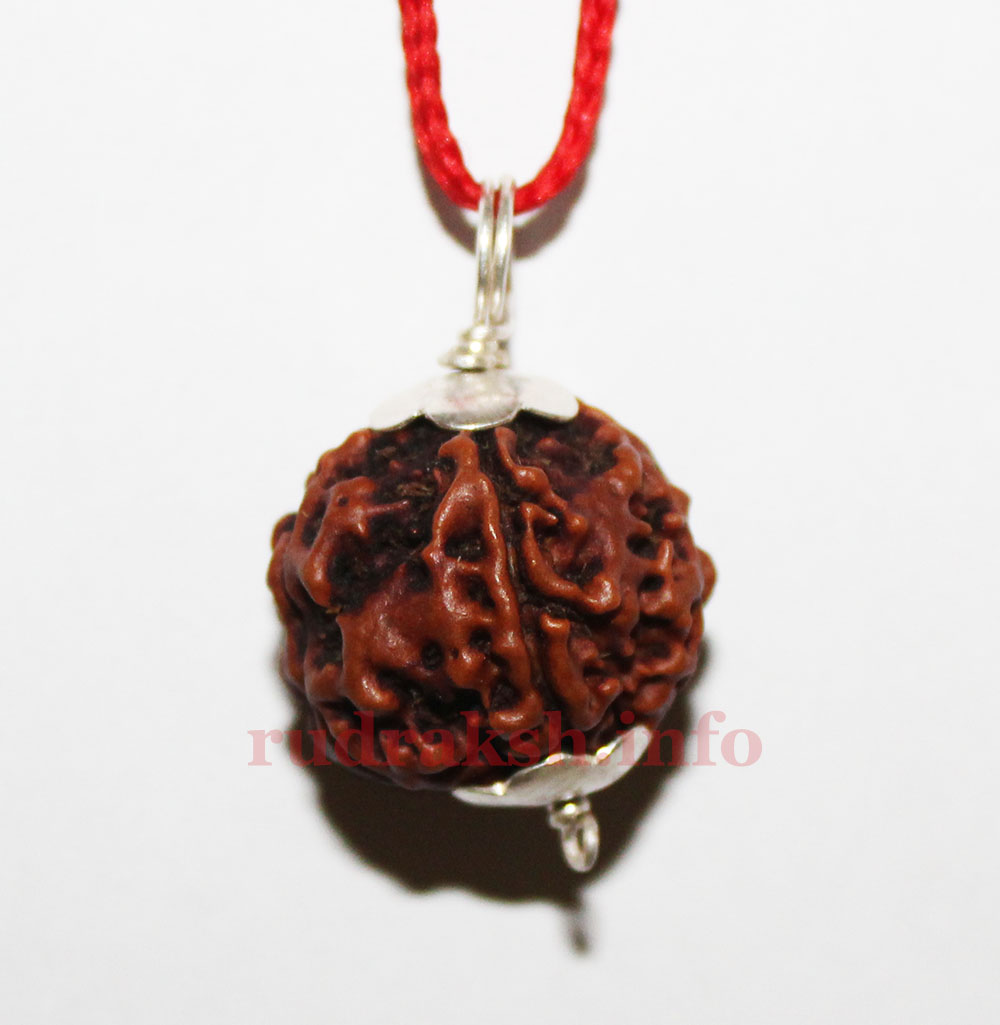 Five Mukhi Rudraksh in Silver Pendant 