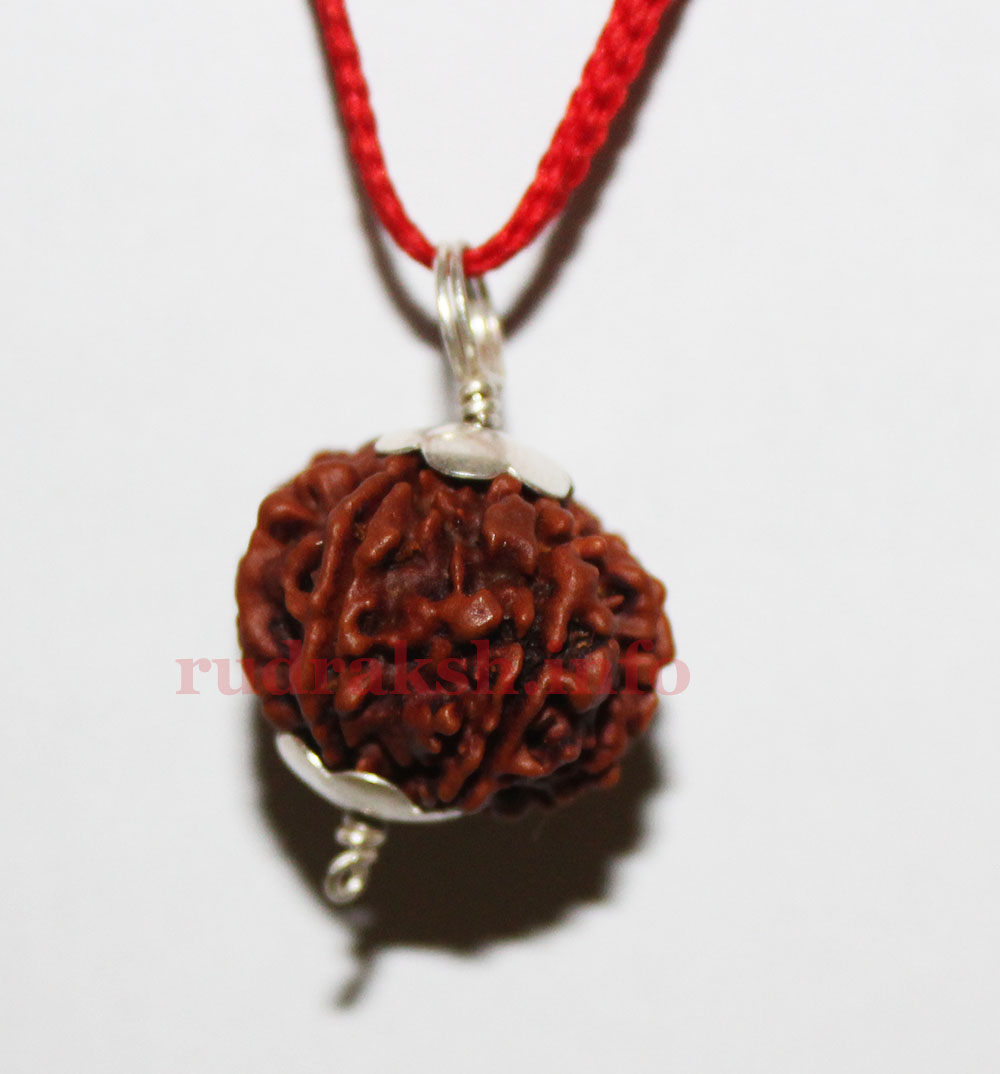 Thirteeen Mukhi Rudraksh in Silver Pendant 