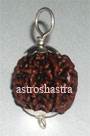 Four Mukhi Nepal Rudraksh in Silver Pendant Original Certified Nepali 4 Mukhi Rudraksha